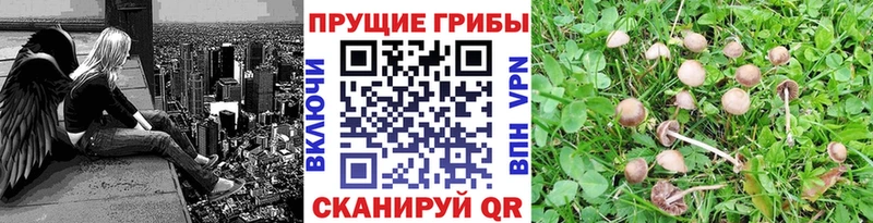 блэк спрут ТОР  Ликино-Дулёво  Псилоцибиновые грибы мицелий 